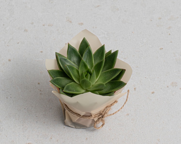 Haki Pembe Hediye Kutusu